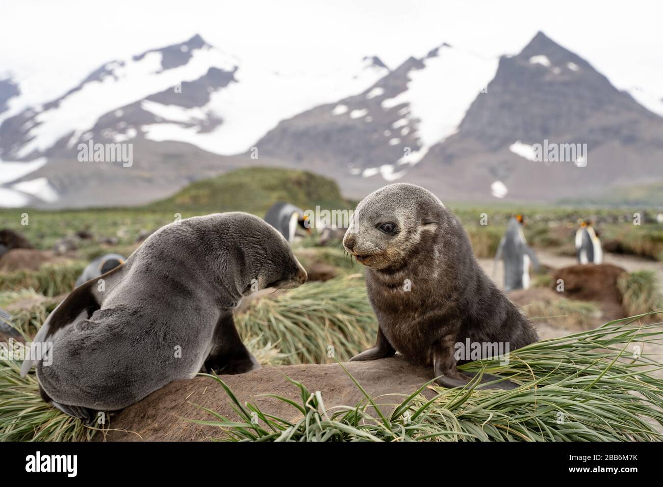 Pelaje de foca, Georgia del Sur Foto de stock