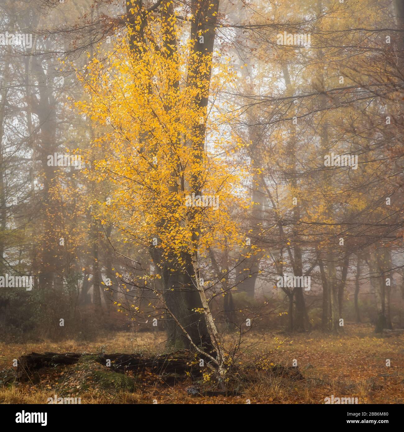 Parque nacional del bosque de epping fotografías e imágenes de alta