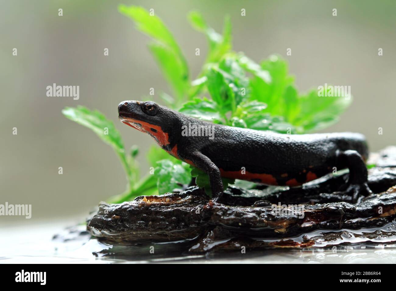 Newt de vientre rojo sobre el rock, Indonesia Foto de stock