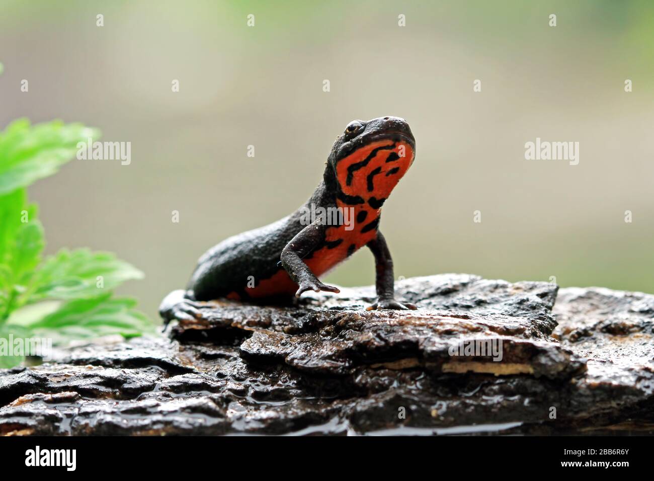 Newt de vientre rojo sobre el rock, Indonesia Foto de stock