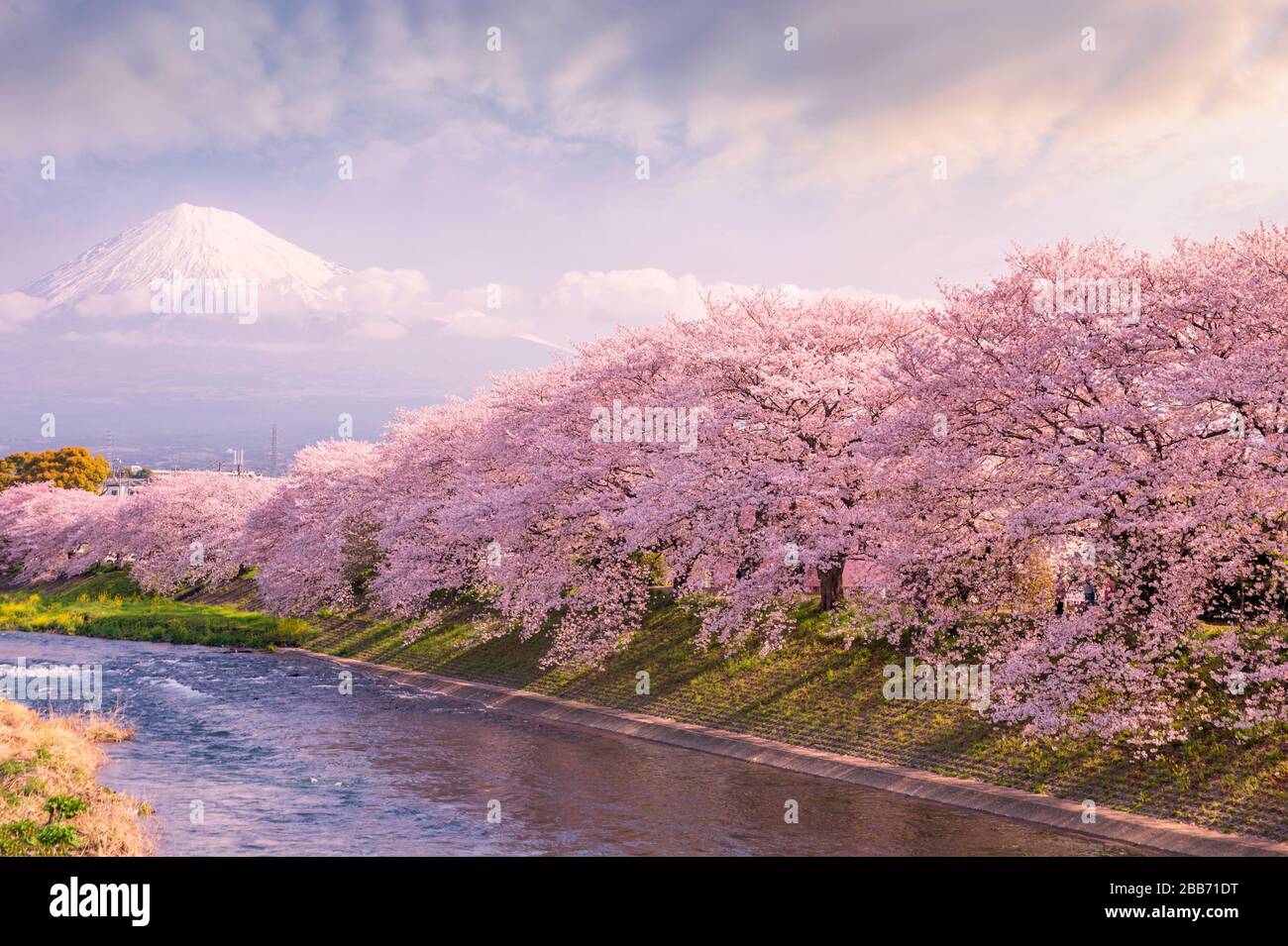 Cerezos en flor a lo largo de un río con el Monte Fuji en la distancia, Honshu, Japón Foto de stock