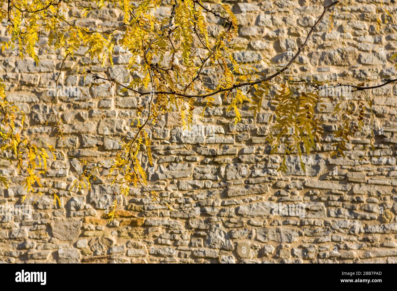Hojas de otoño con colores otoñales frente a la histórica muralla de la ciudad de arenisca Foto de stock