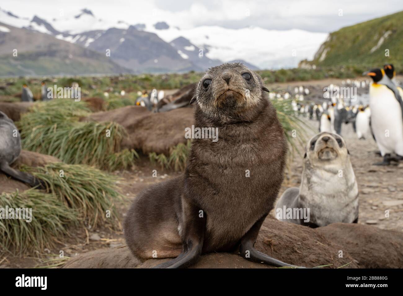 Pelaje de foca, Georgia del Sur Foto de stock