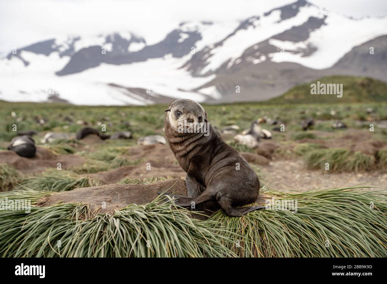 Pelaje de foca, Georgia del Sur Foto de stock