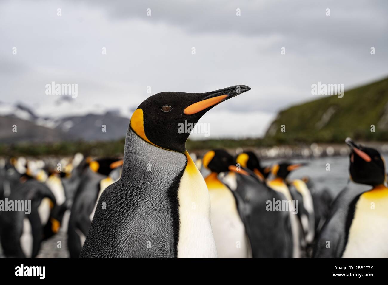 grupo de pingüinos en la antártida Foto de stock