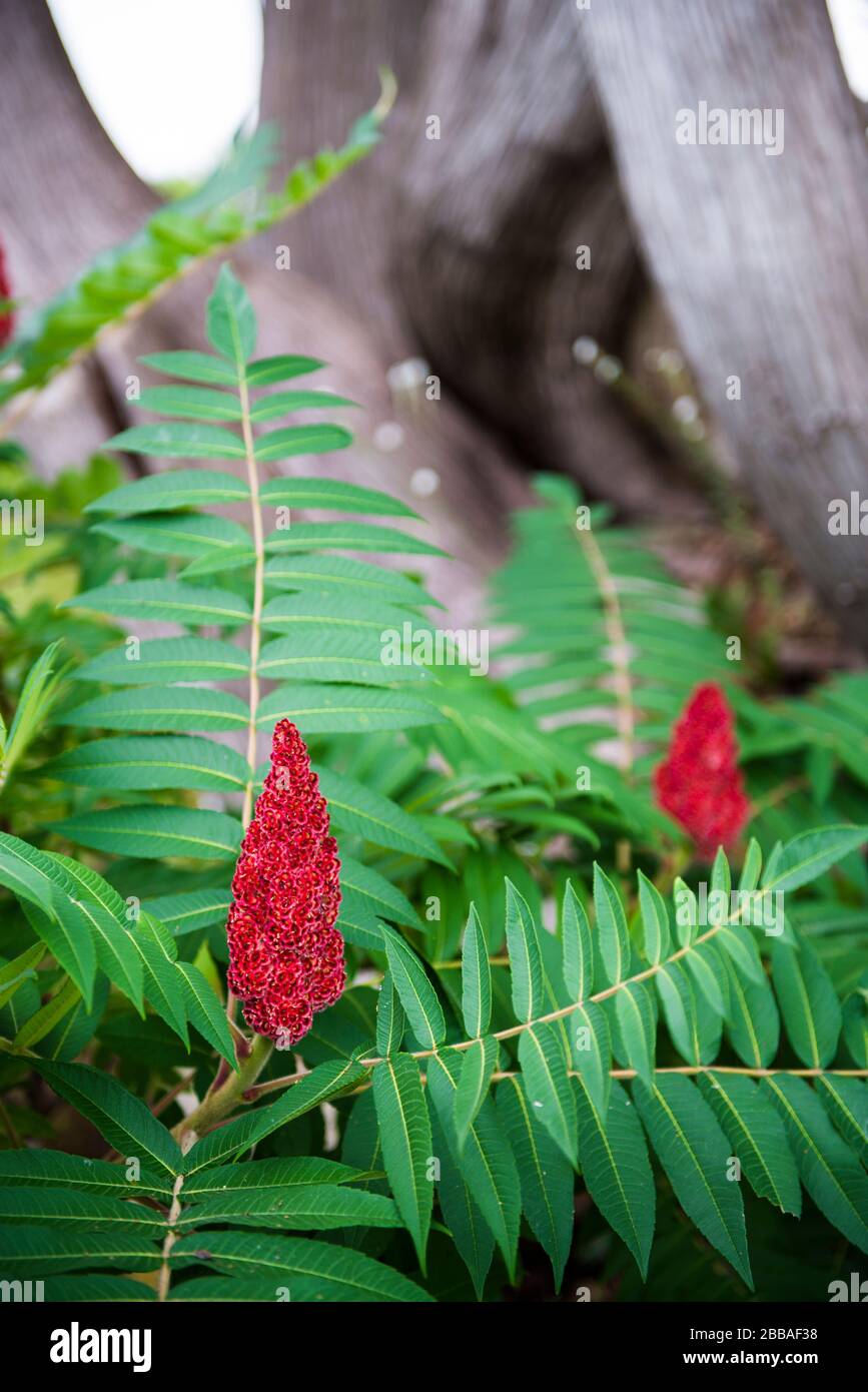 Poison sumac fotografías e imágenes de alta resolución Alamy