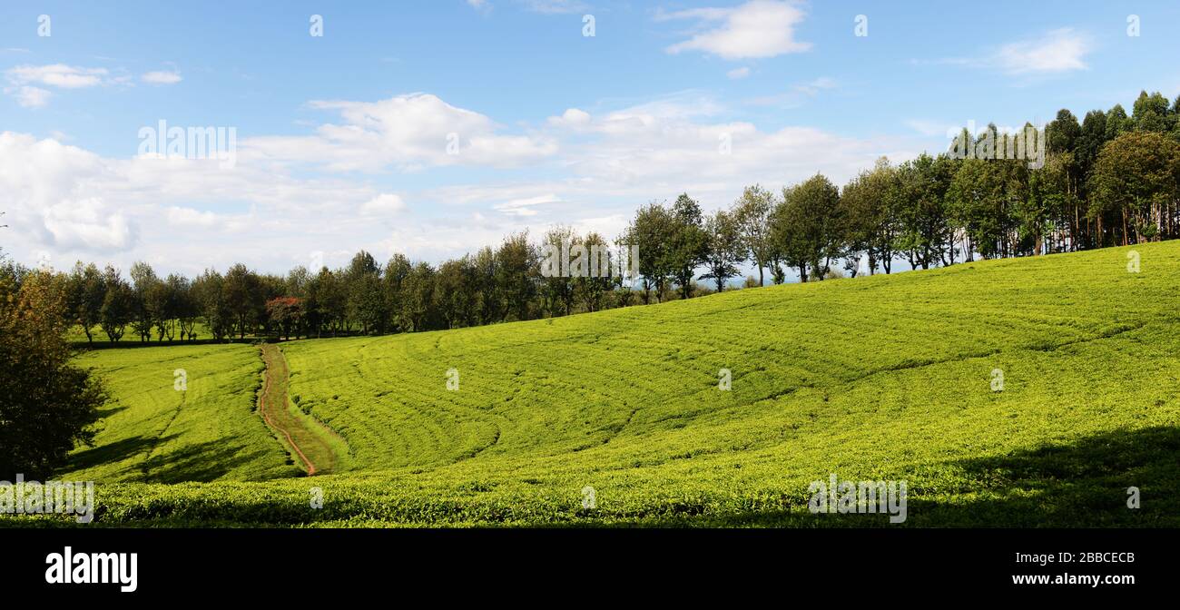 Plantaiones de té en Wushwush, Etiopía. Foto de stock