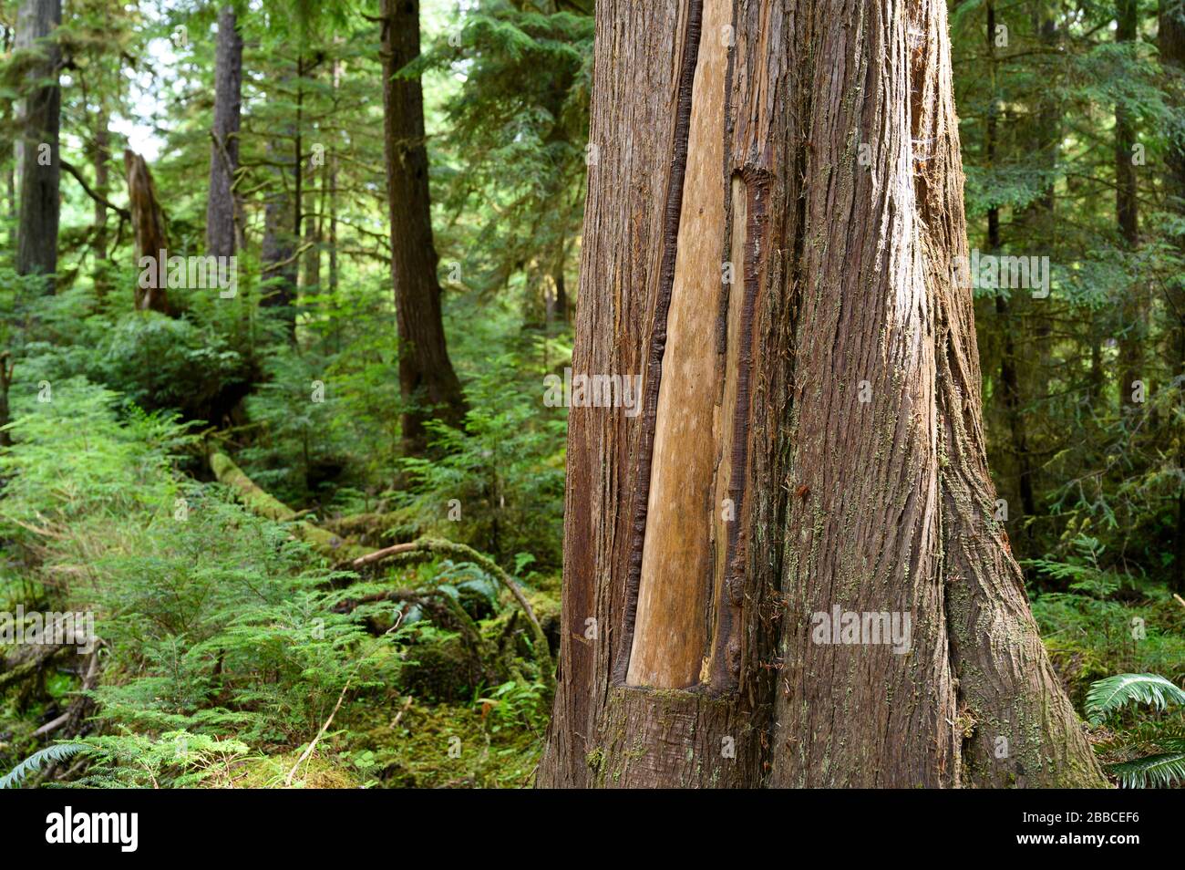 Árbol culturalmente modificado, CMT, Golden Spruce Trail, Haida Gwaii, anteriormente conocido como Queen Charlotte Islands, British Columbia, Canadá Foto de stock