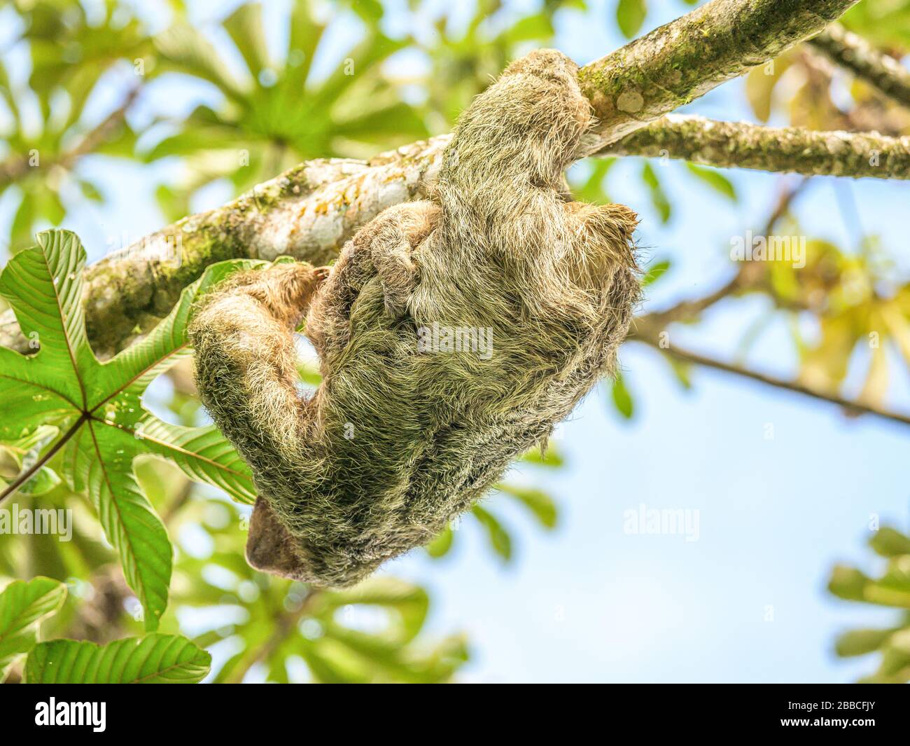 Un marrón 3 throated vetado la pereza me colgando de un árbol con un bebé en Costa Rice Rainforest national park. Foto de stock