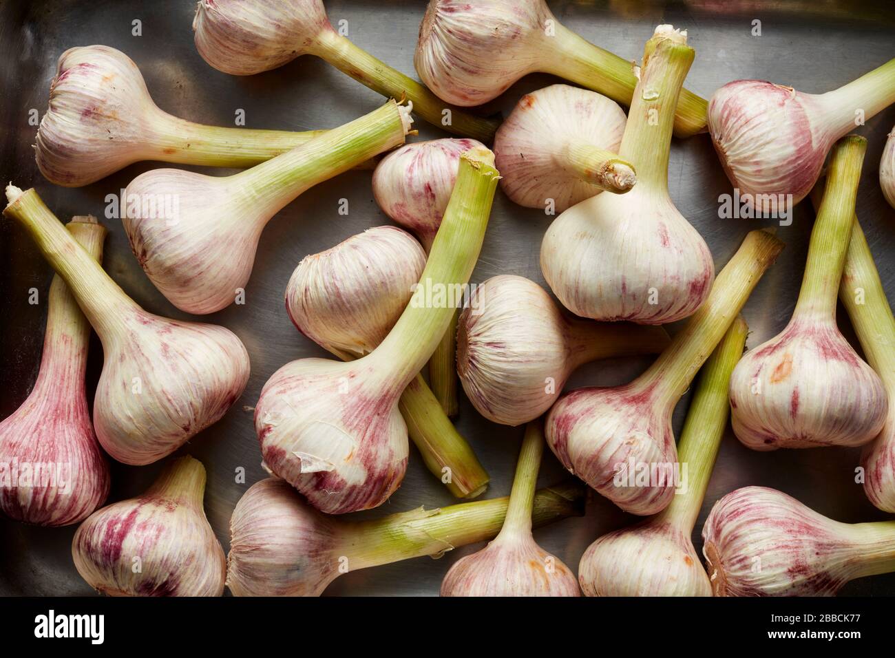 Ajo bulbos grupo bandeja ajo Allium sativum bulbos cocinar ingrediente Foto de stock