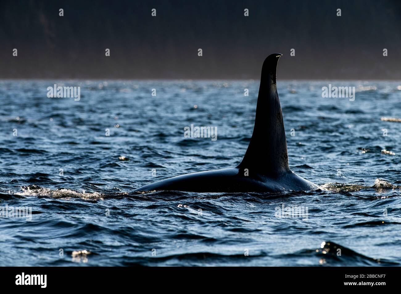 Orca (Orcinus orca), orcas (una vaina), Johnstone Straight, Vancouver Island, BC Canadá Foto de stock