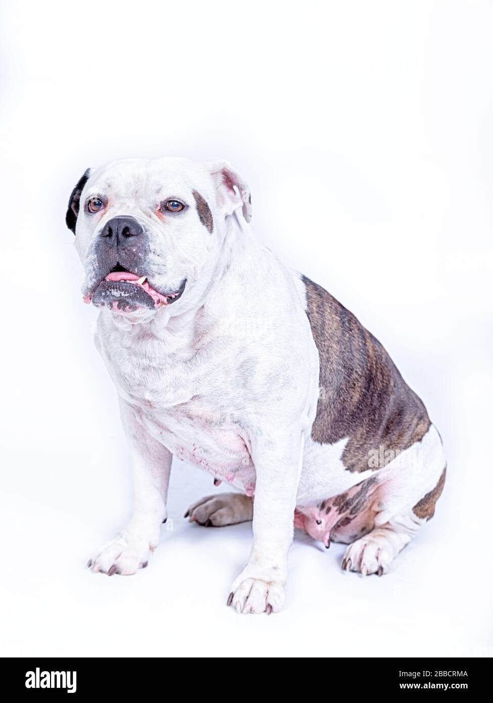 Portret De Un Viejo Perro Blanco Marron Raza Bulldog Ingles Mirando Hacia Adelante En La Camara Sobre Un Fondo Blanco Espacio De Copia Fotografia De Stock Alamy