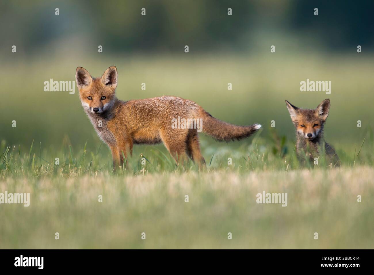Cachorros de Red Fox Foto de stock