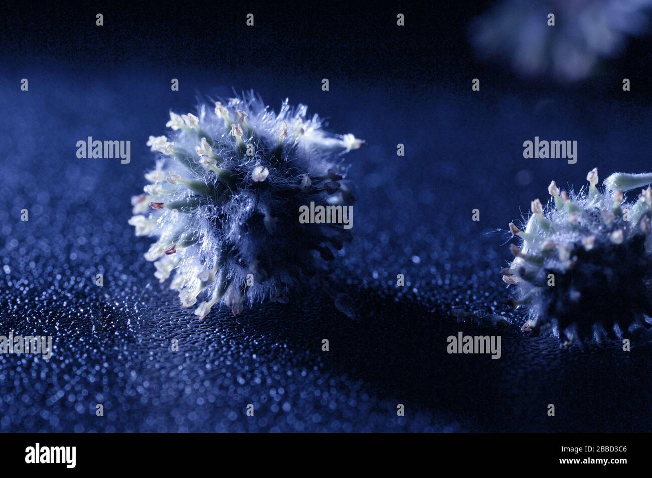 Coronavirus abstracto sobre fondo azul. Concepto de protección frente a pandemias de virus Foto de stock