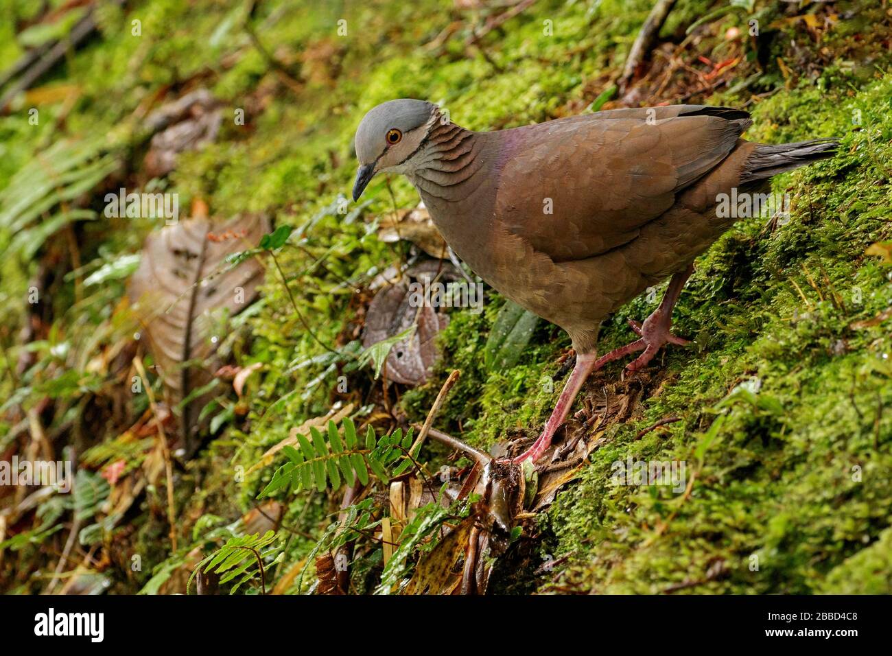 Quail-Dove de garganta blanca (Geotrygon frenata) se alimenta en el suelo del bosque en el sur del Ecuador. Foto de stock