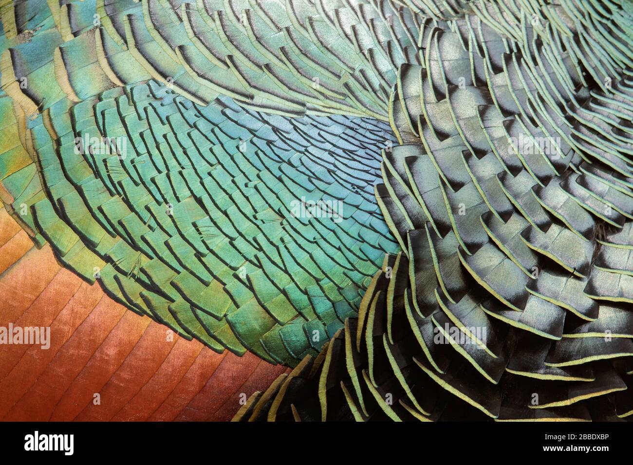 Turquía ocellada (Meleagris ocellata) encaramada en el suelo de Guatemala en Centroamérica Foto de stock