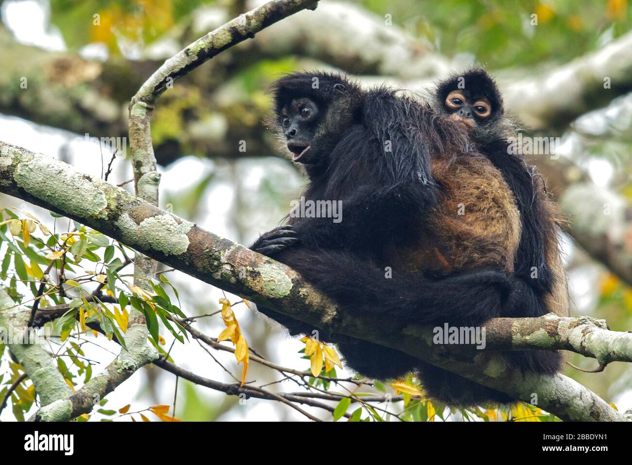 Mono araña, Simia paniscus, encaramado en una sucursal en Guatemala en Centroamérica Foto de stock