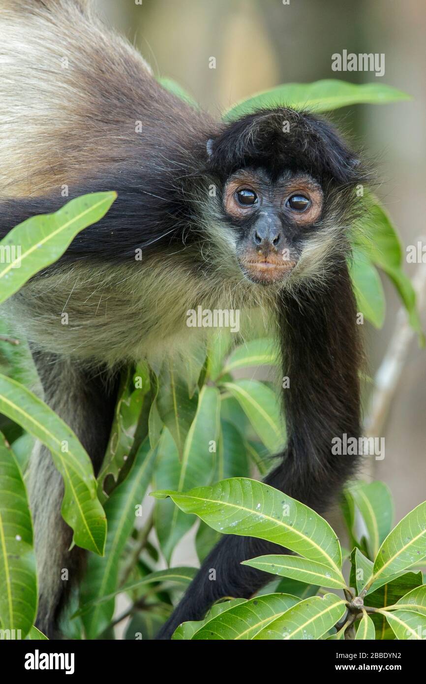 Mono araña, Simia paniscus posado en una sucursal en Guatemala en Centroamérica Foto de stock