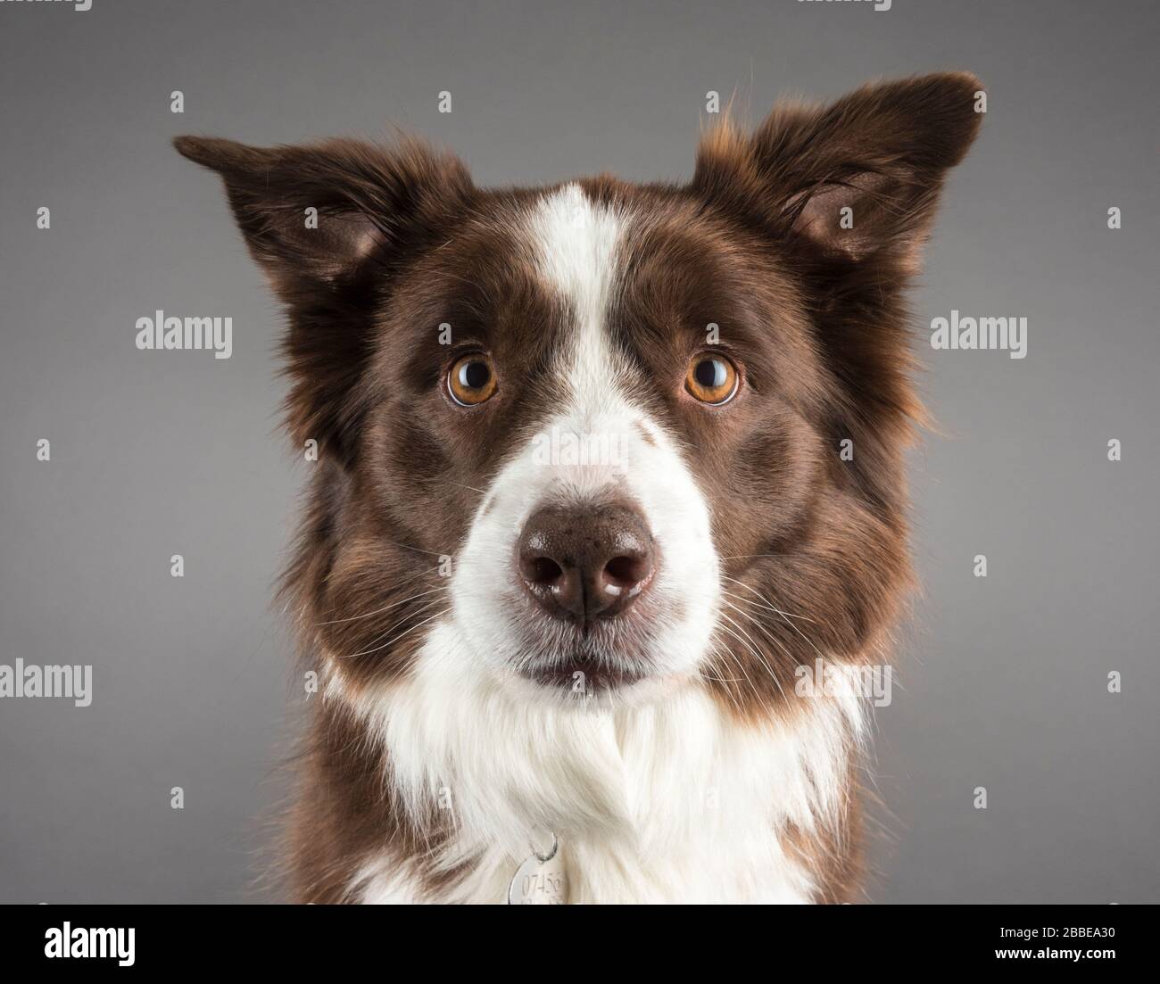 Retrato de un perro Foto de stock