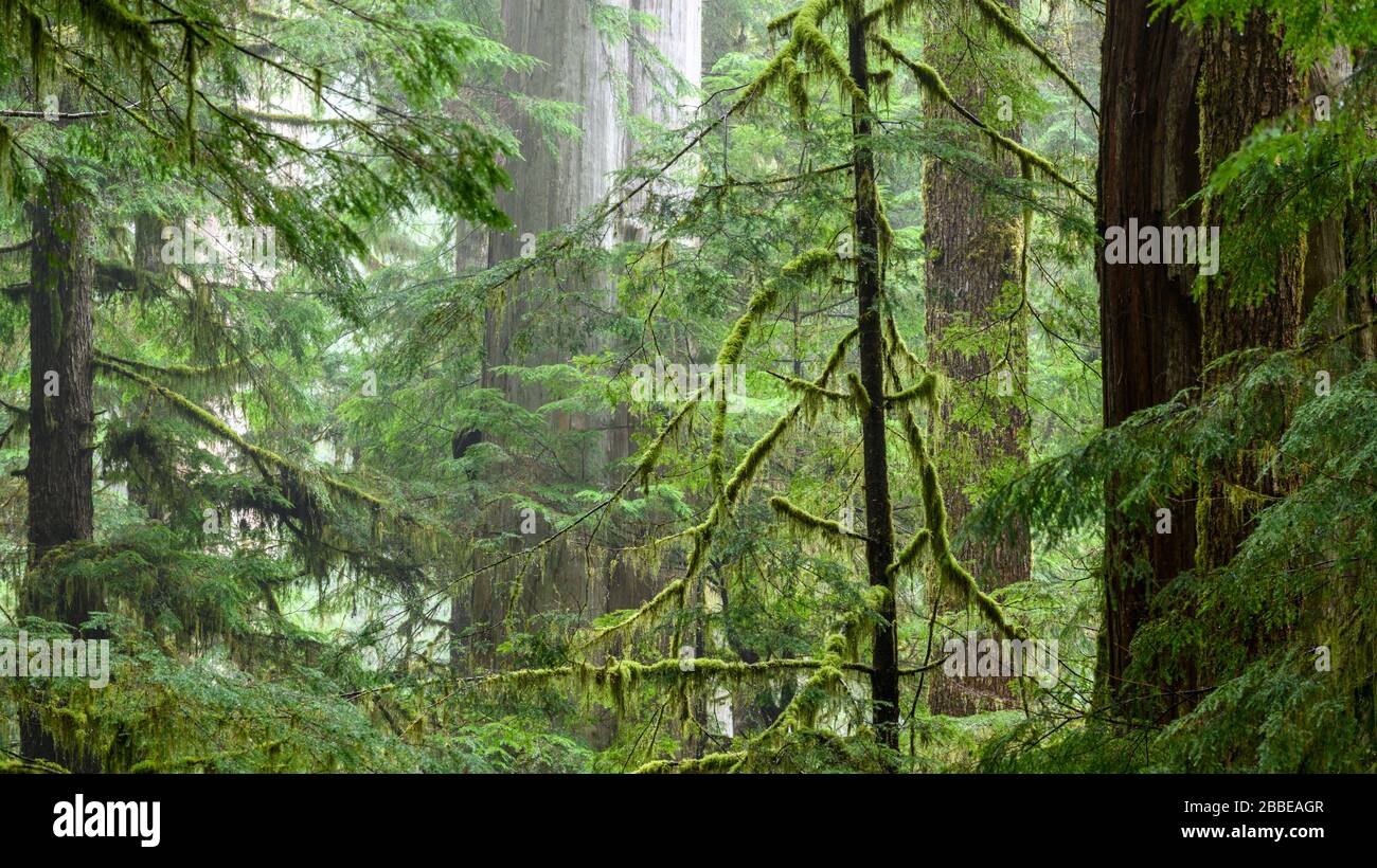 Cedro Rojo Occidental (Thuja plicata) y Hemlock Occidental, Tsuga heterophylla, Eden Grove, cerca de Port Renfrew, Isla de Vancouver, BC, Canadá Foto de stock
