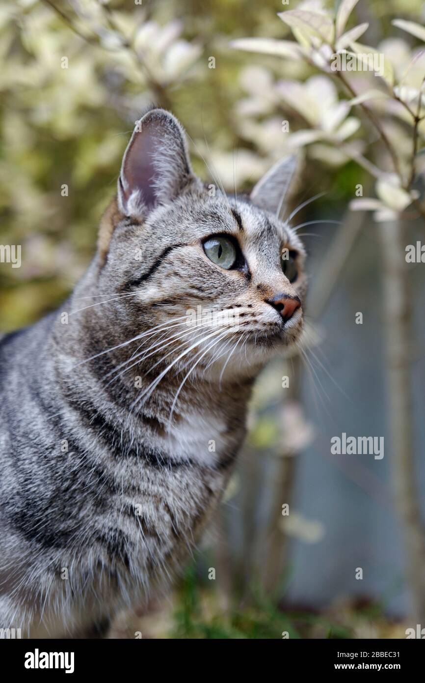 Retrato de un atento gato fuera Foto de stock