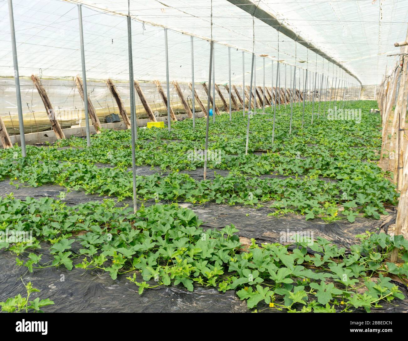 plantas de melón en invernadero Fotografía de stock Alamy