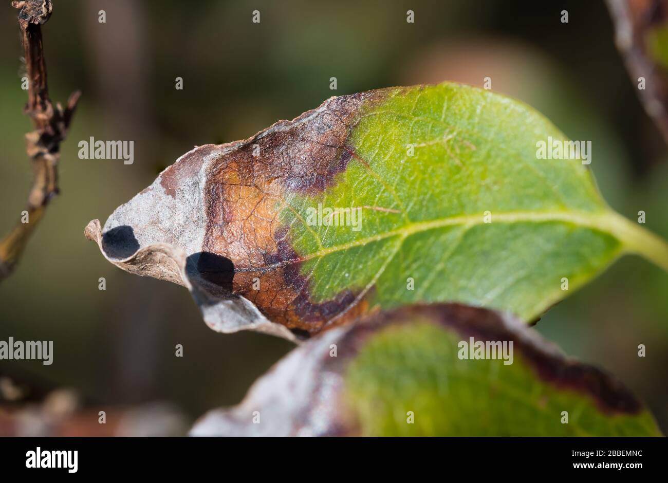 Quemaduras De Sol En Hojas Fotos e Imágenes de stock Alamy