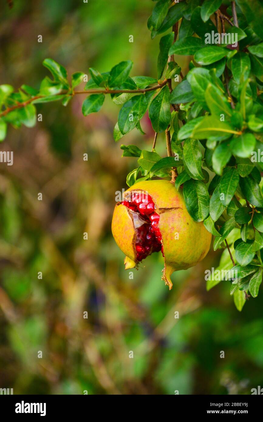 La fruta de la Granada estalló después de conseguir maduro en un árbol de la Granada; las semillas rojas brillan Foto de stock