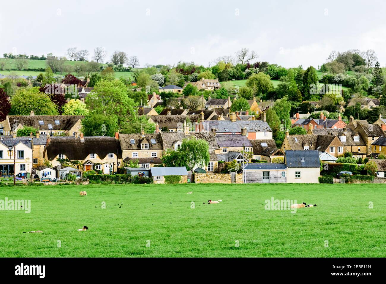 Ovejas, corderos y casas en el campo en Chipping Campden en los Cotswolds en Inglaterra. Foto de stock