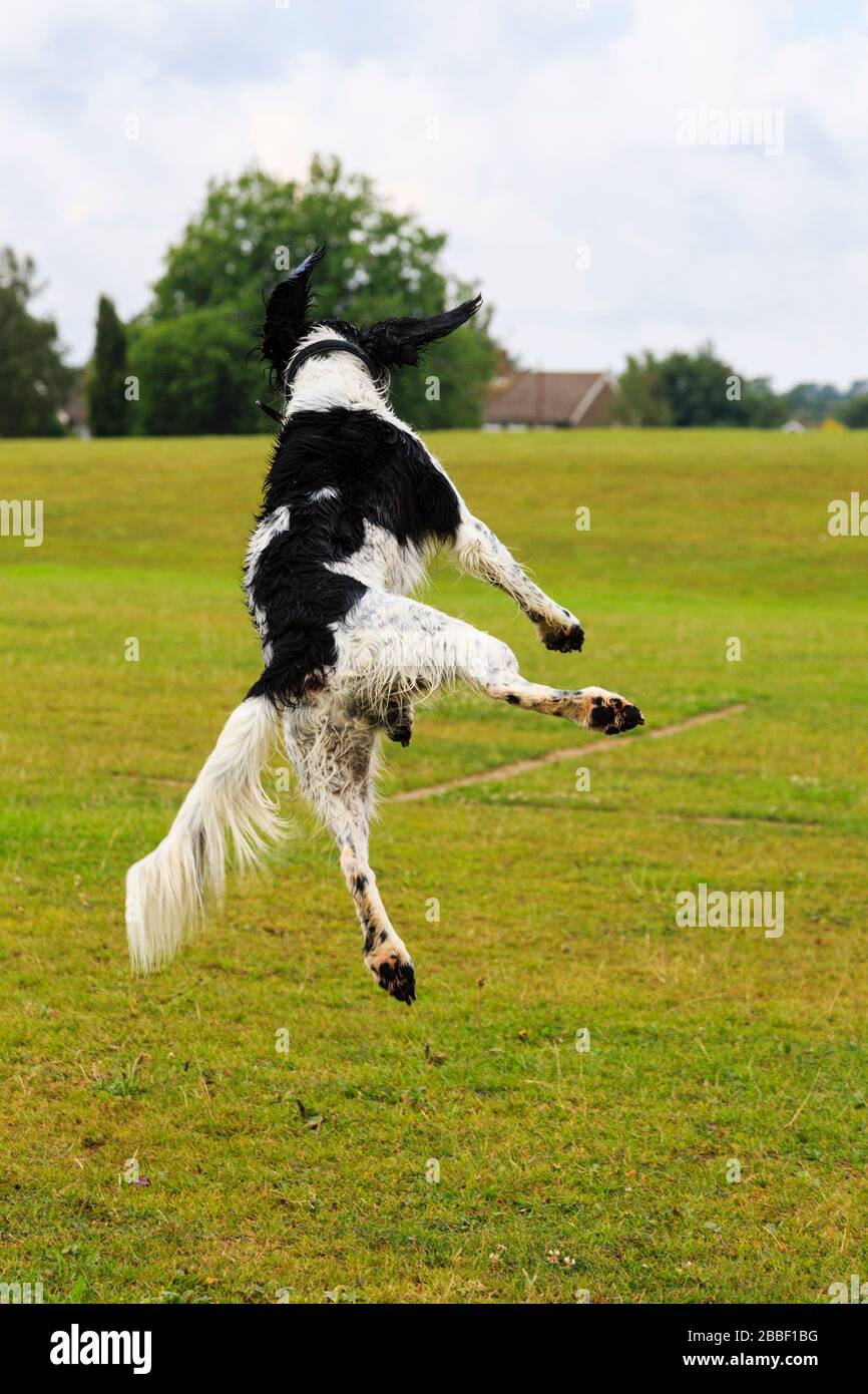 Divertido negro mojado y blanco Inglés Springer Spaniel perro saltar en el aire para atrapar una pelota. Inglaterra, Reino Unido, Gran Bretaña Foto de stock