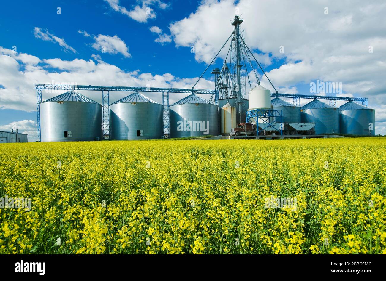 Un campo de canola en etapa de floración con estructura de manejo de grano, incluyendo silos de almacenamiento, en el fondo, cerca de Somerset, Manitoba, Canadá Foto de stock