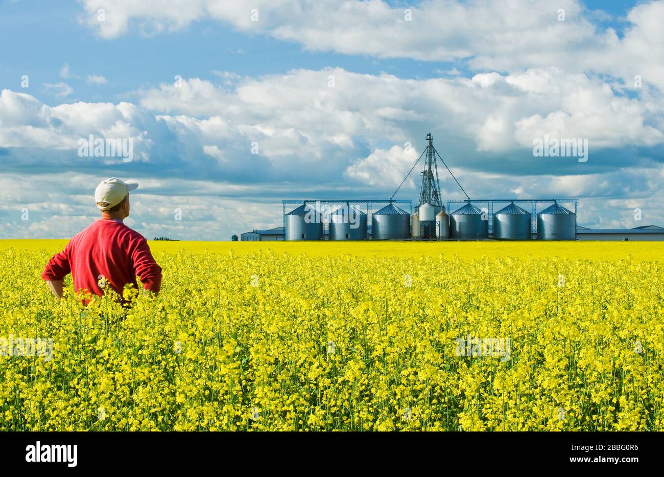 Un agricultor en un campo de canola en etapa de floración con una estructura de manejo de grano, incluyendo silos de almacenamiento, en el fondo, cerca de Somerset, Manitoba, Canadá Foto de stock