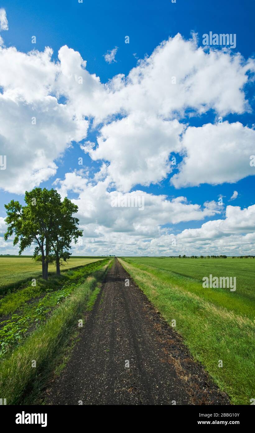 Camino de atrás, con árboles de algodón y campos de trigo de primavera en el lado, cerca de Roland, Manitoba, Canadá Foto de stock