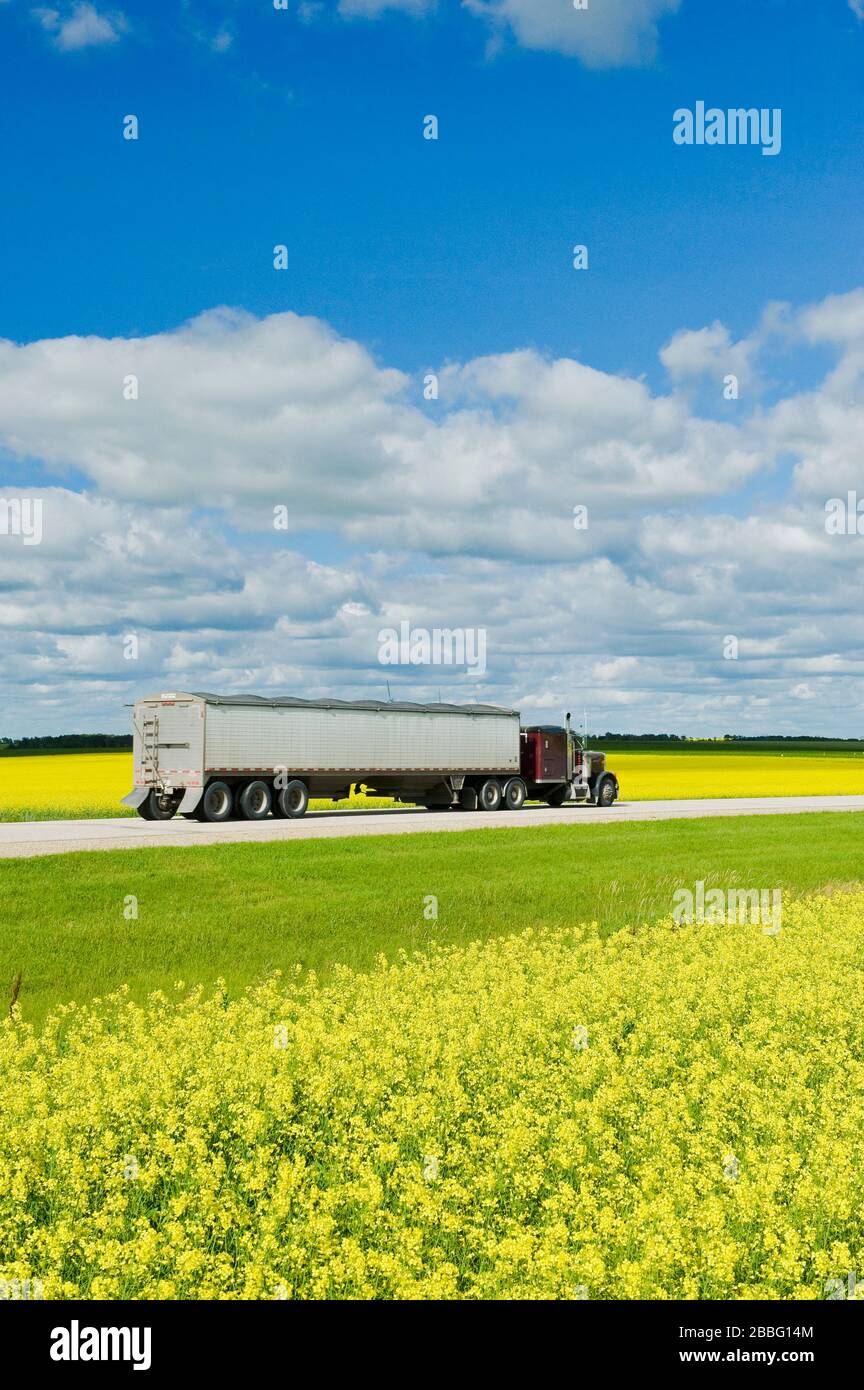 Un camión de granja pasa por un campo de canola en etapa de floración, Tiger Hills, Manitoba, Canadá Foto de stock