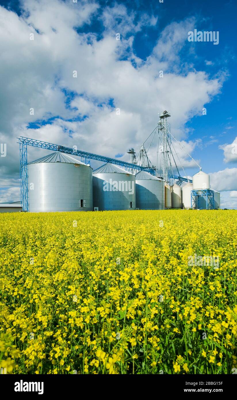 Un campo de canola de etapa de floración con una estructura de manejo de grano, incluyendo silos de almacenamiento, en el fondo, cerca de Somerset, Manitoba, Canadá Foto de stock