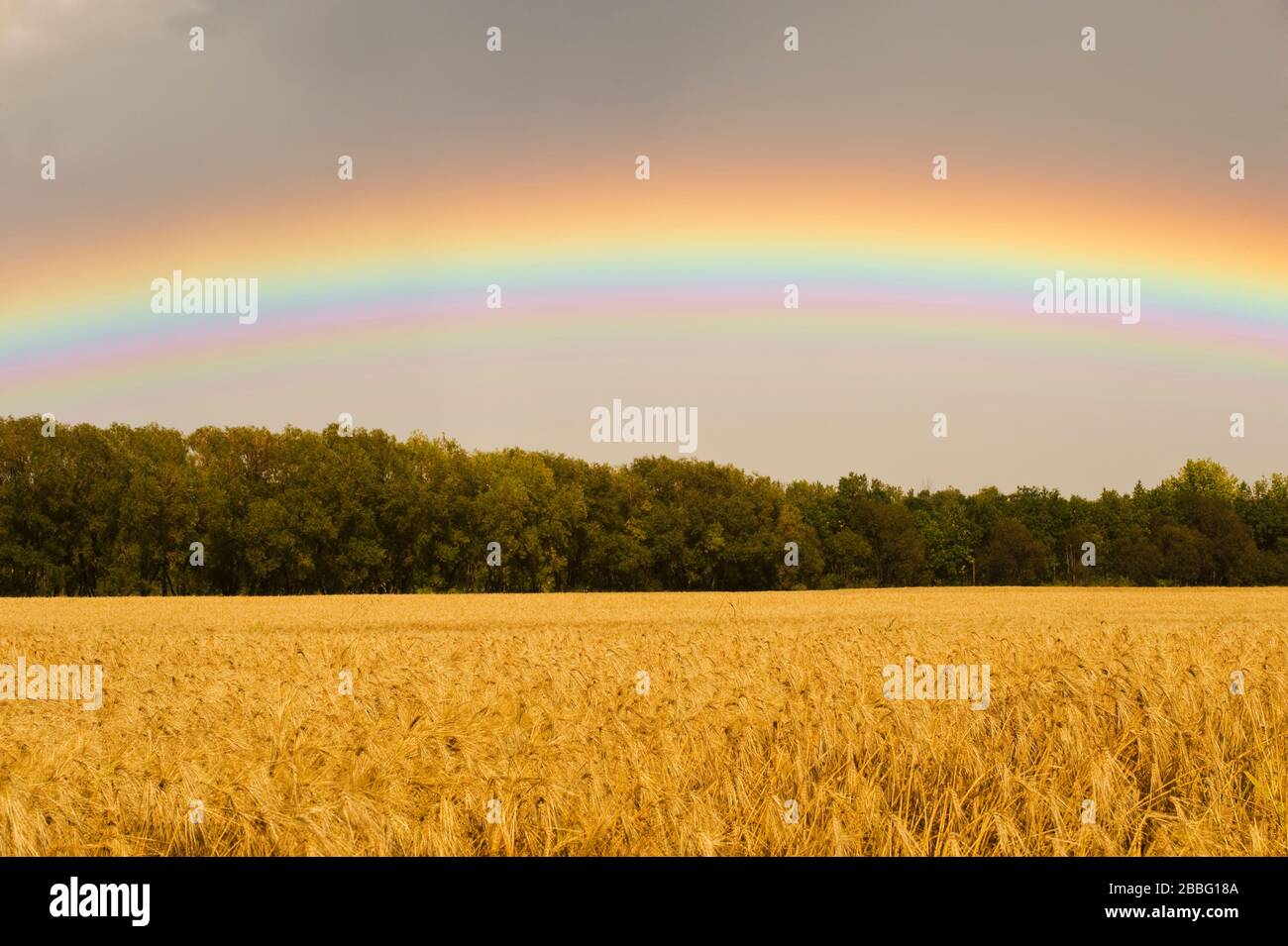 arco iris sobre el campo de cebada, cerca de Winnipeg, Manitoba, Canadá Foto de stock