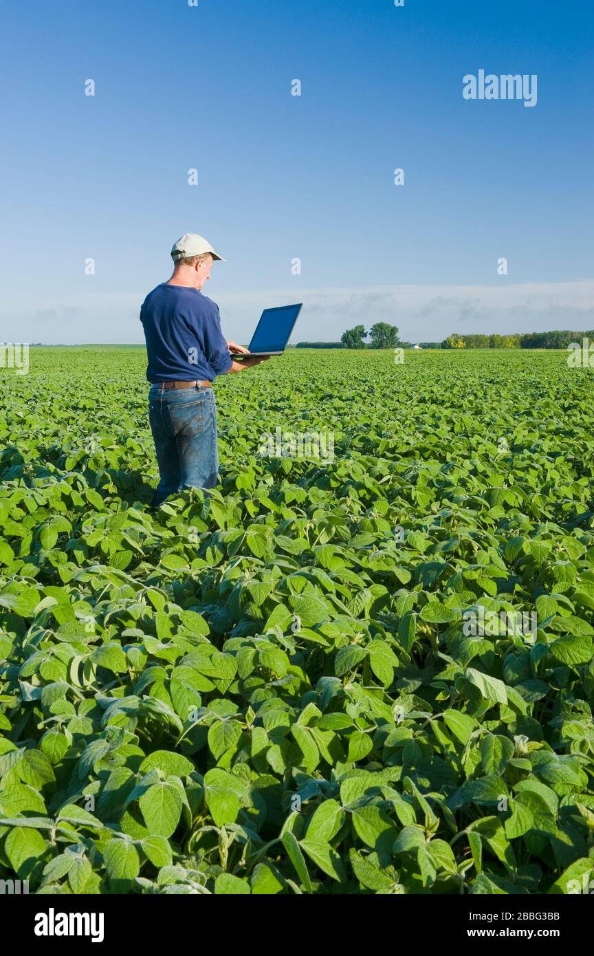 Un hombre que usa una computadora revisa un campo de soja de crecimiento medio, Manitoba, Canadá Foto de stock