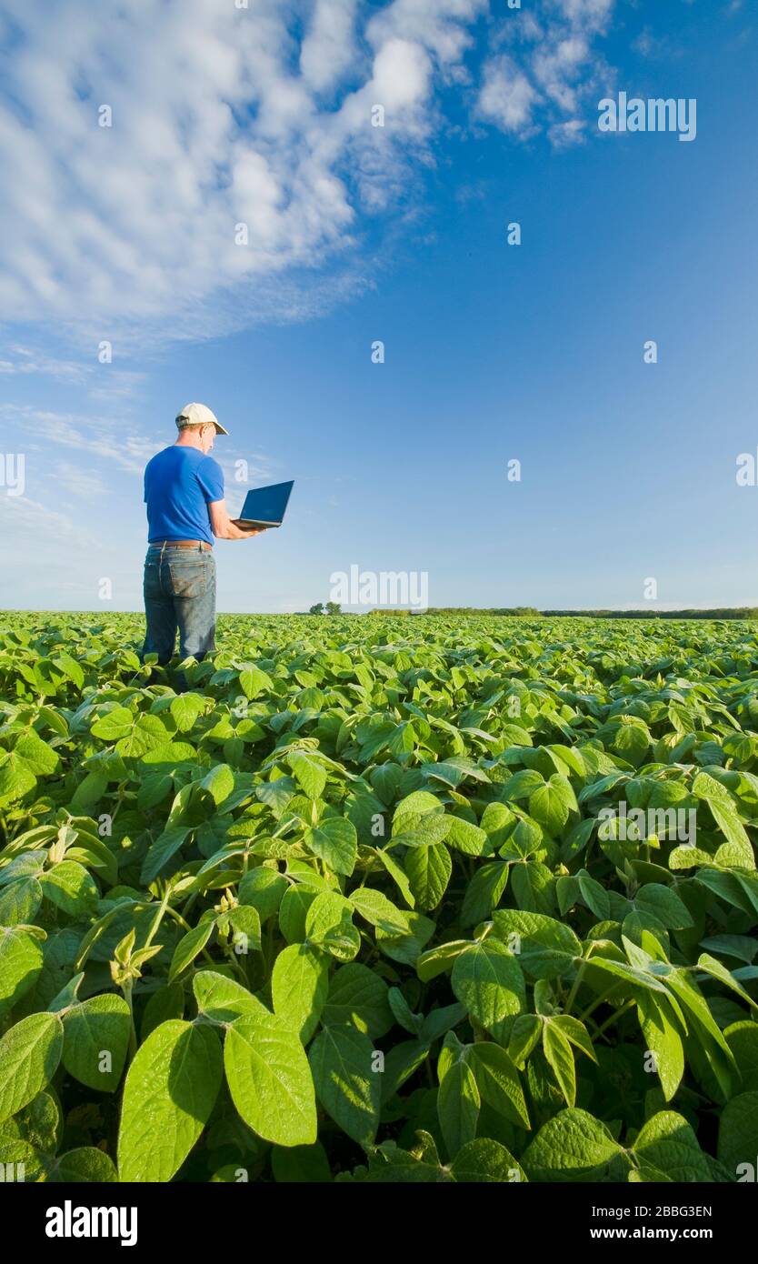 Un hombre que usa una computadora revisa un campo de soja de crecimiento medio, Manitoba, Canadá Foto de stock