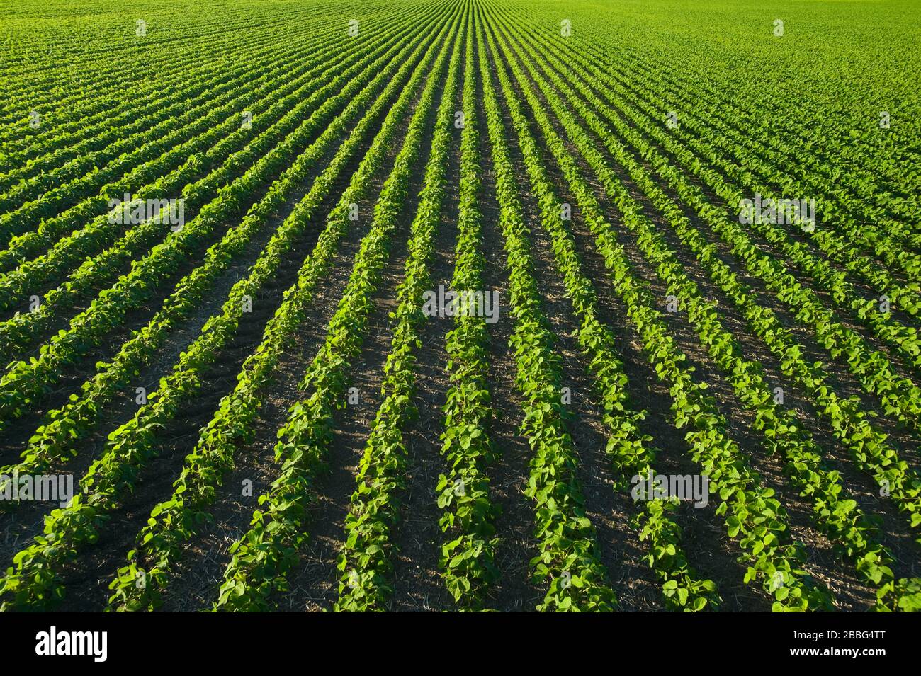 Campo de soja de crecimiento temprano cerca de Bruxelles, Manitoba, Canadá Foto de stock
