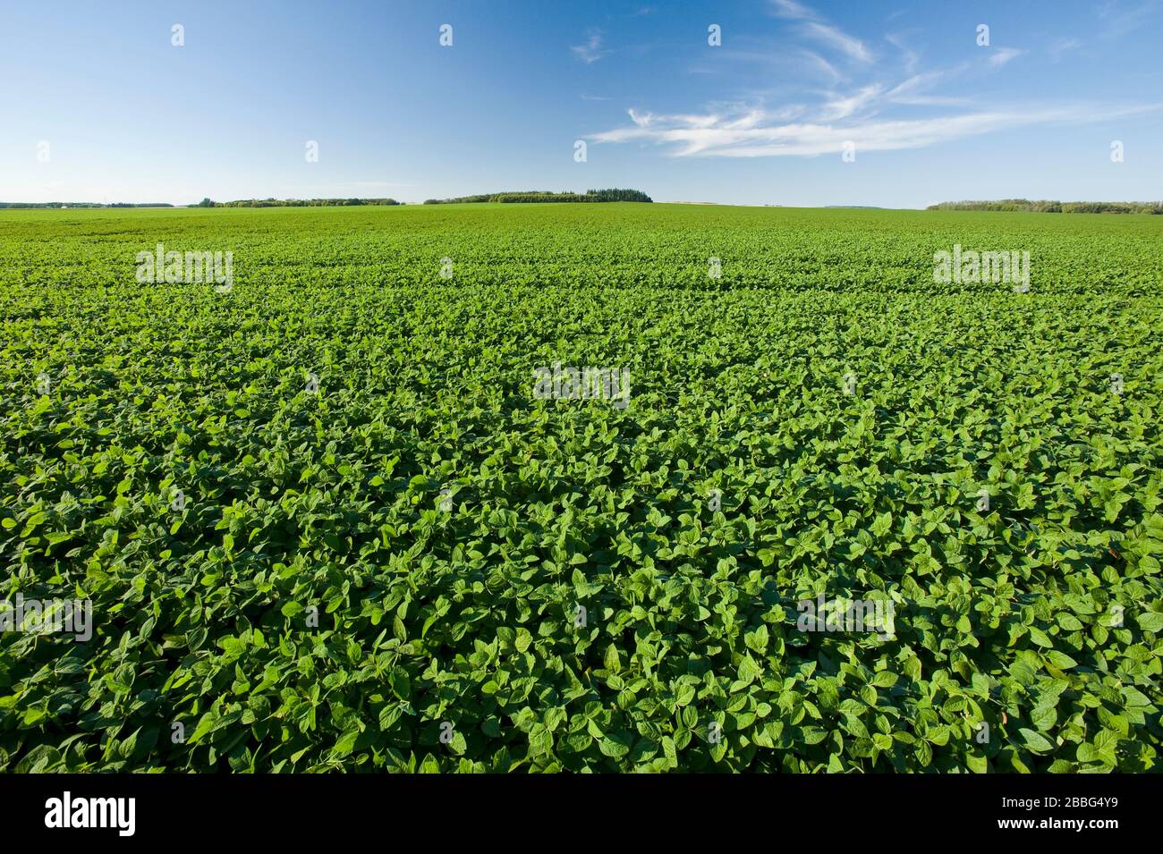 Campo de soja de crecimiento medio que se extiende hasta el horizonte cerca de Bruxelles, Manitoba, Canadá Foto de stock