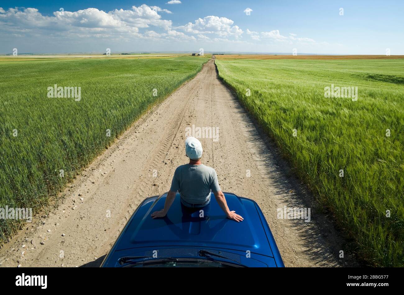 Un hombre se sienta en un camión de granja mirando hacia un camino de grava con campos de trigo duro y cebada al lado, cerca de Ponteix, Saskatchewan, Canadá Foto de stock