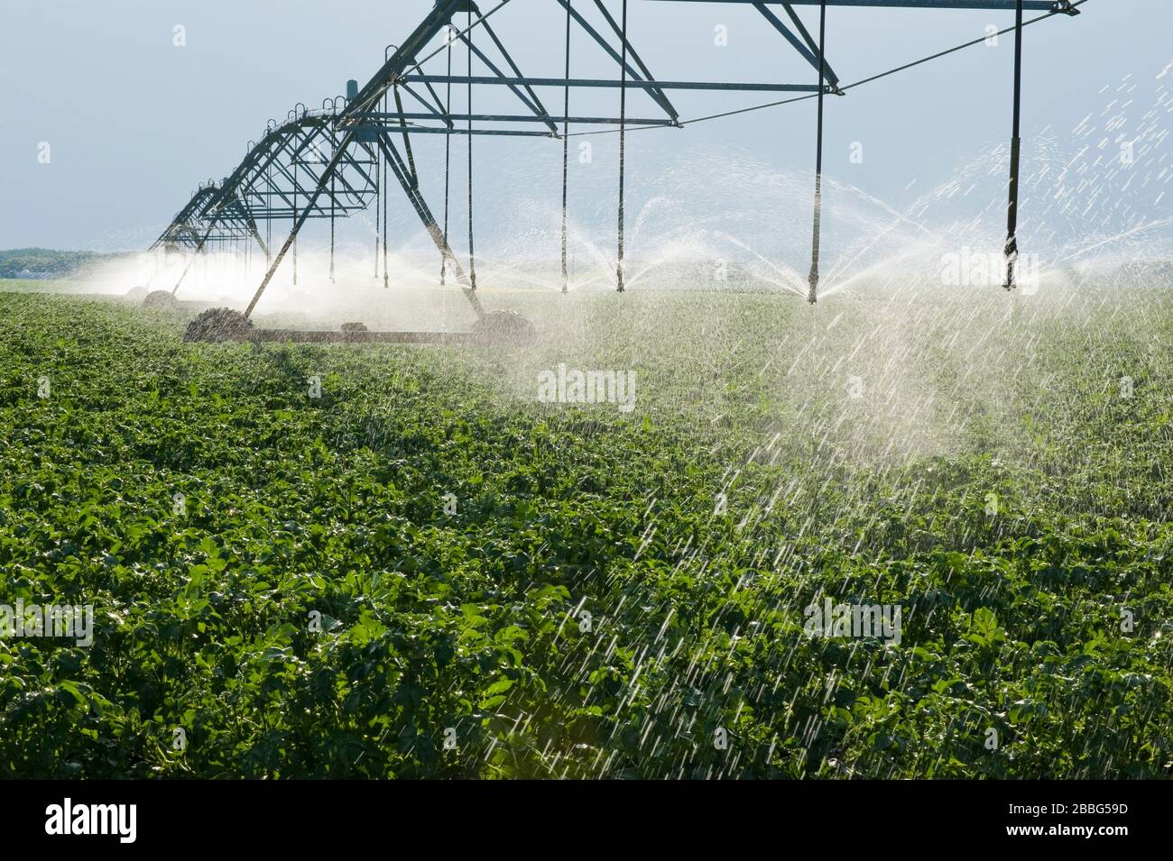 Un sistema de riego de pivote central irriga papas de crecimiento medio, Tiger Hills, Manitoba, Canadá Foto de stock