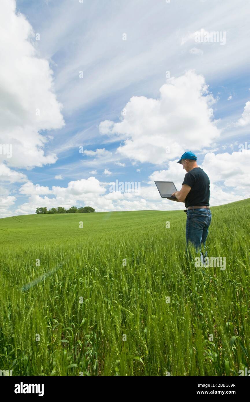 Un hombre utiliza una computadora portátil en un campo de trigo de crecimiento medio, las colinas Tiger, Manitoba, Canadá Foto de stock