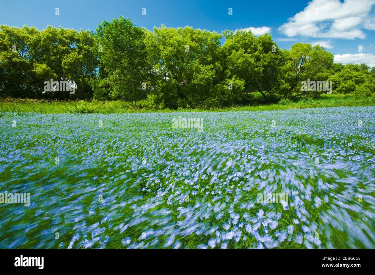 Campo de lino florido, Tiger Hills cerca de Somerset, Manitoba, Canadá Foto de stock
