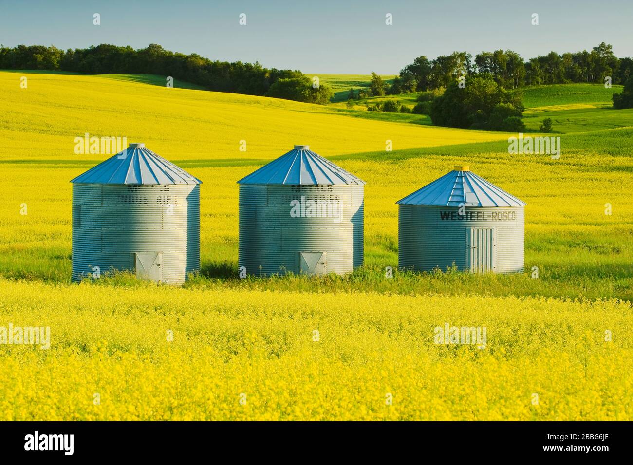 Viejos contenedores de grano en un campo de canola en etapa de floración, cerca de Somerset, Manitoba, Canadá Foto de stock