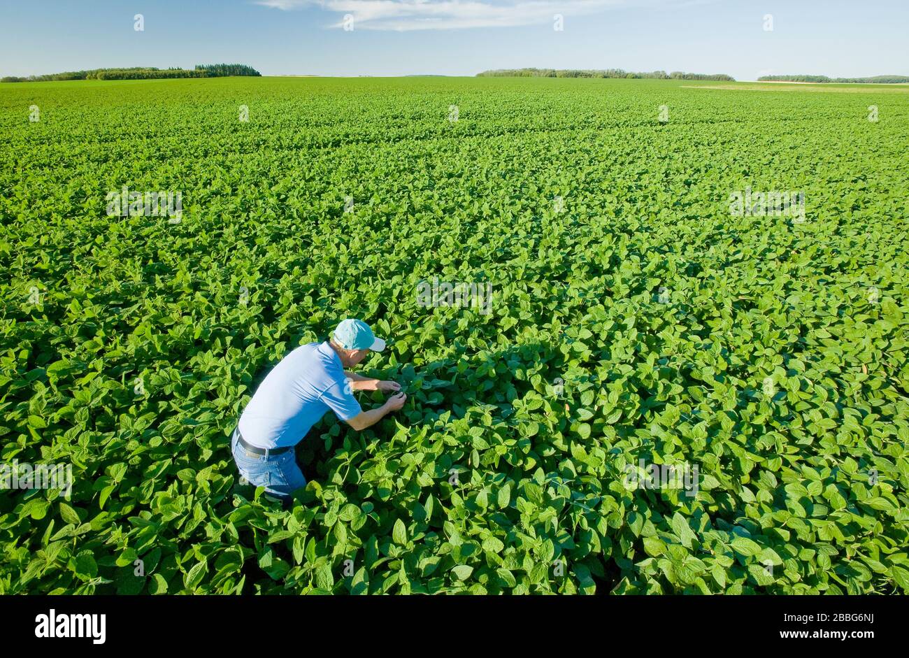 Un agricultor examina las plantas de soja de crecimiento medio en un campo que se extiende hasta el horizonte, Tiger Hills, Manitoba, Canadá Foto de stock