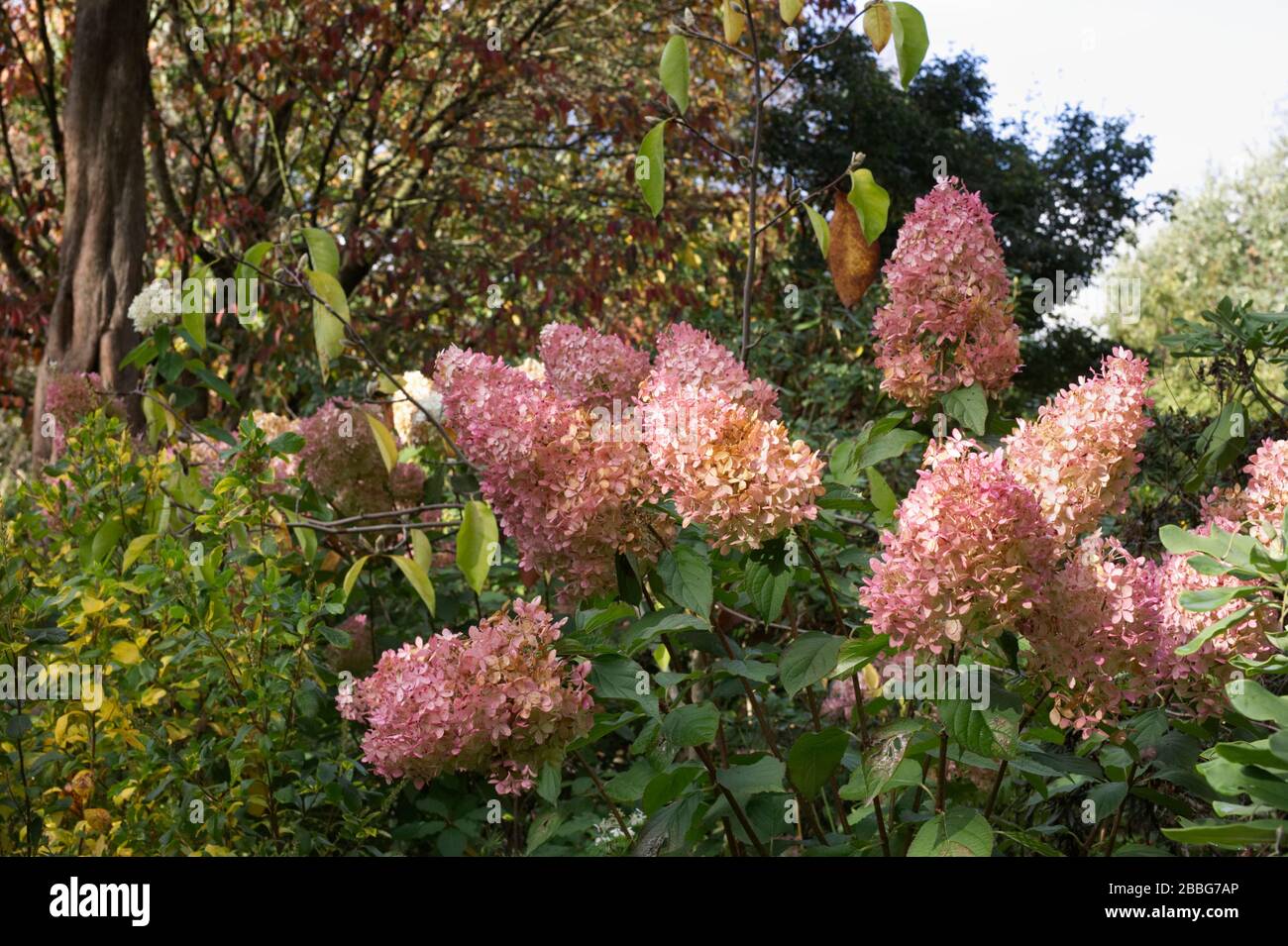 Hydrangea paniculata 'Greenspire' flores en RHS Wisley Gardens. Foto de stock