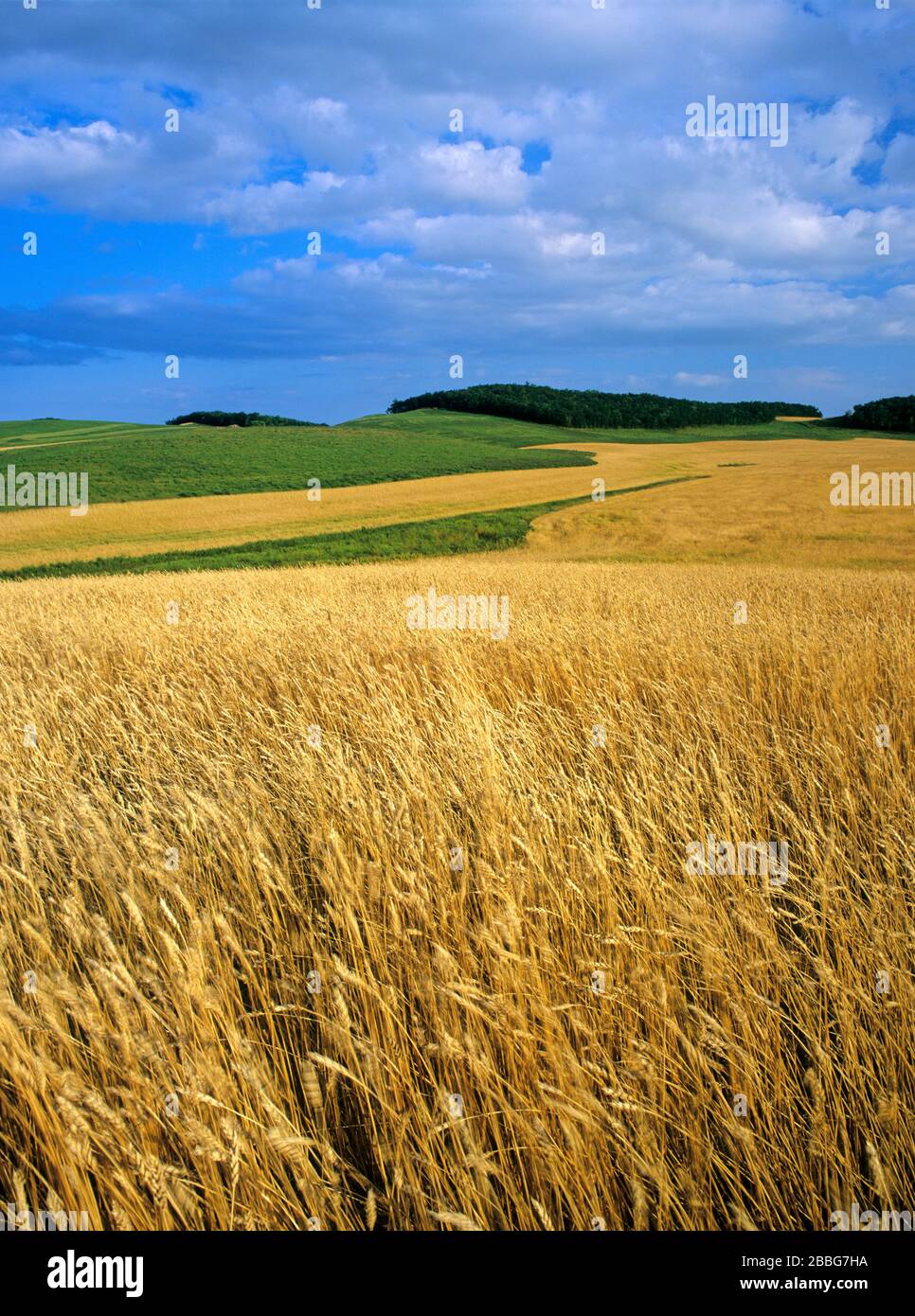 Campo de trigo de primavera maduro en Tiger Hills, Manitoba, Canadá Foto de stock