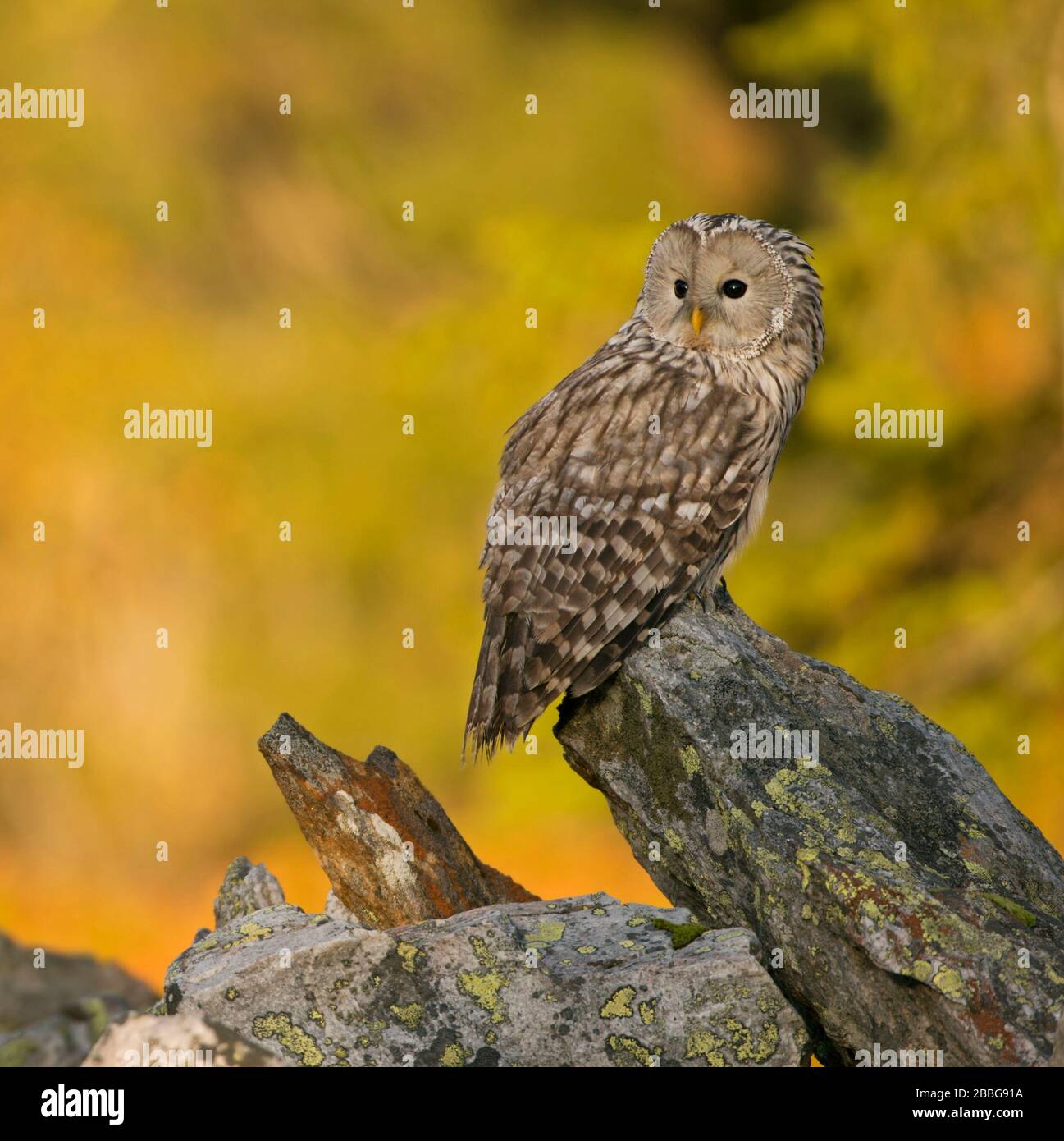 Ural Owl / Habichtskauz ( Strix uralensis ) encaramado sobre una roca, temprano en la mañana, primero la luz del sol brilla en maderas de colores otoñales en el fondo. Foto de stock
