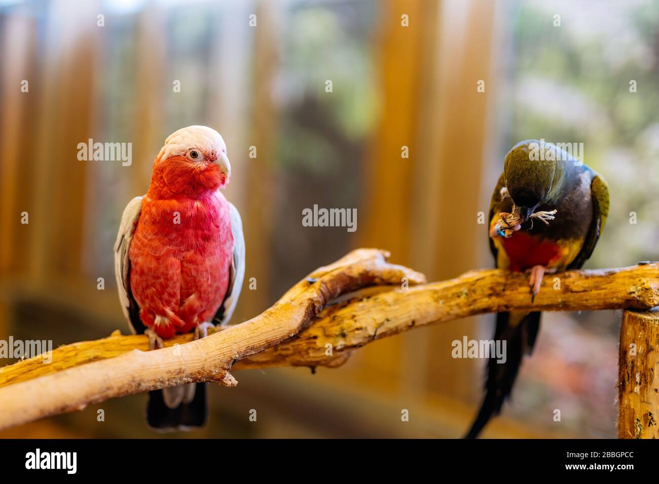 Cockatoo blanco y rojo de la familia de loros Cacatuidae, sentados sobre una perca en una gran jaula de aves. Enfoque selectivo en el pájaro con fondo borroso Foto de stock